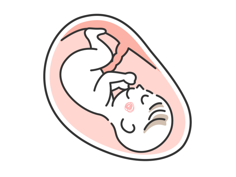 お腹の中の赤ちゃんの透過PNGイラスト
