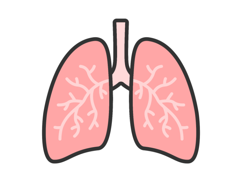 人体の肺の透過PNGイラスト