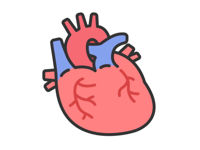人体の心臓の透過PNGイラスト