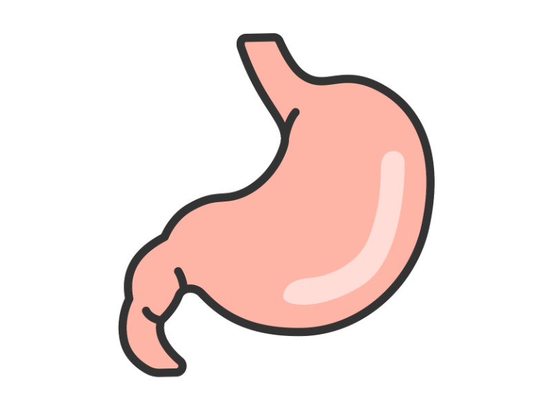 人体の胃の透過PNGイラスト
