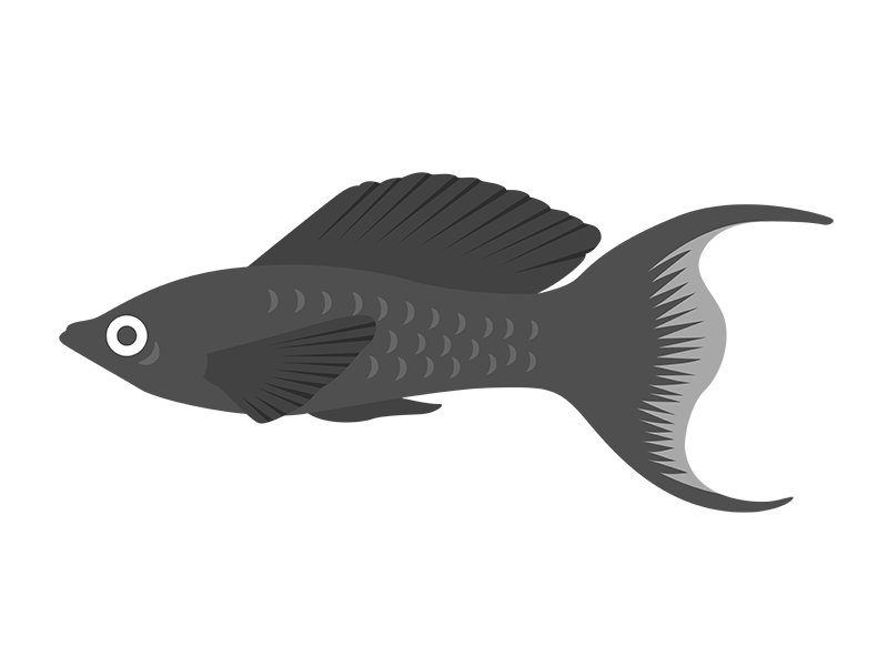 熱帯魚のブラックモーリーの透過PNGイラスト