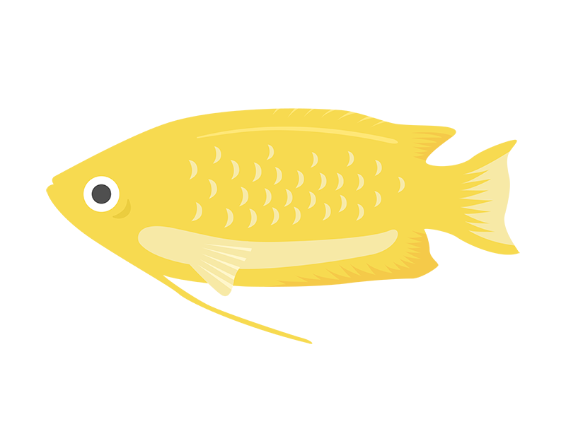 熱帯魚のグラミー 黄色 の無料イラスト イラストセンター