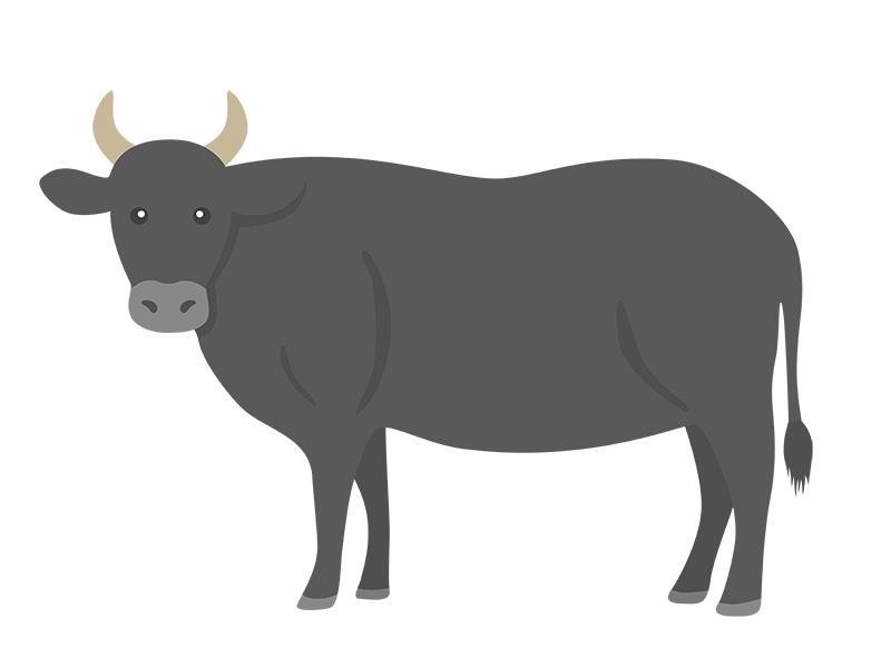 黒色の牛の透過PNGイラスト