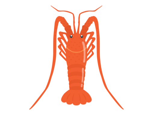 伊勢海老 イラストセンター