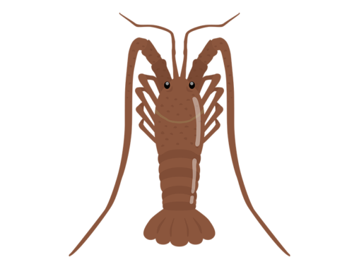 エビ イラストセンター