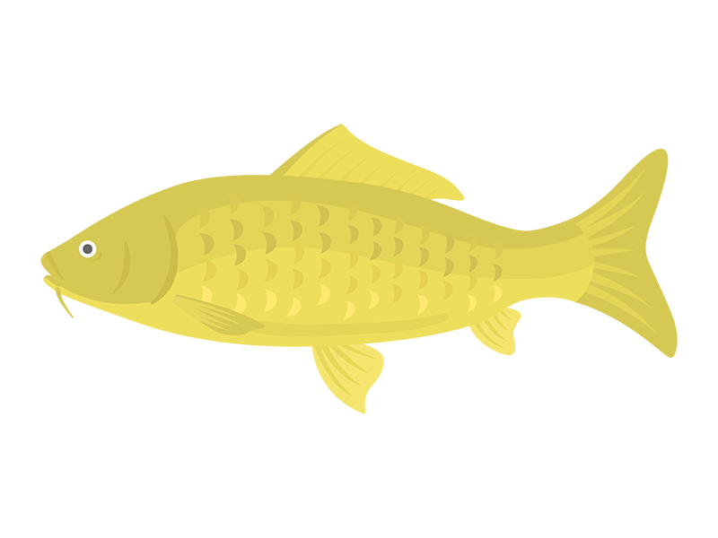 金色の鯉の透過PNGイラスト