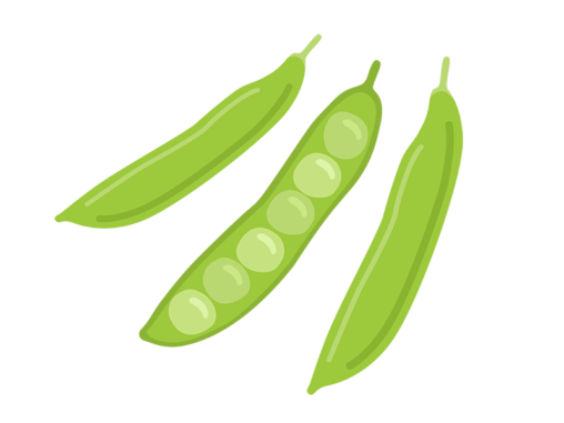 えんどう豆 イラストセンター