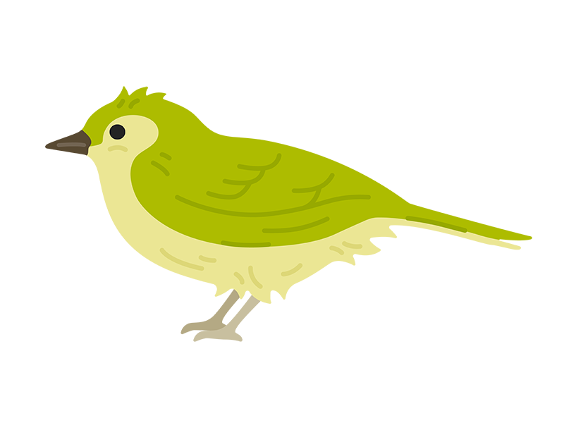 横から見た メジロの無料イラスト イラストセンター