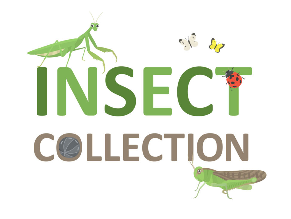 無料の昆虫のイラストコレクション 商用利用可能 フリー素材 22 05 14更新 イラストセンター