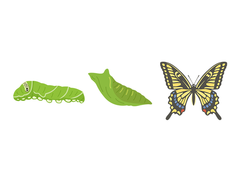 アゲハチョウの幼虫と蛹と成虫の透過PNGイラスト