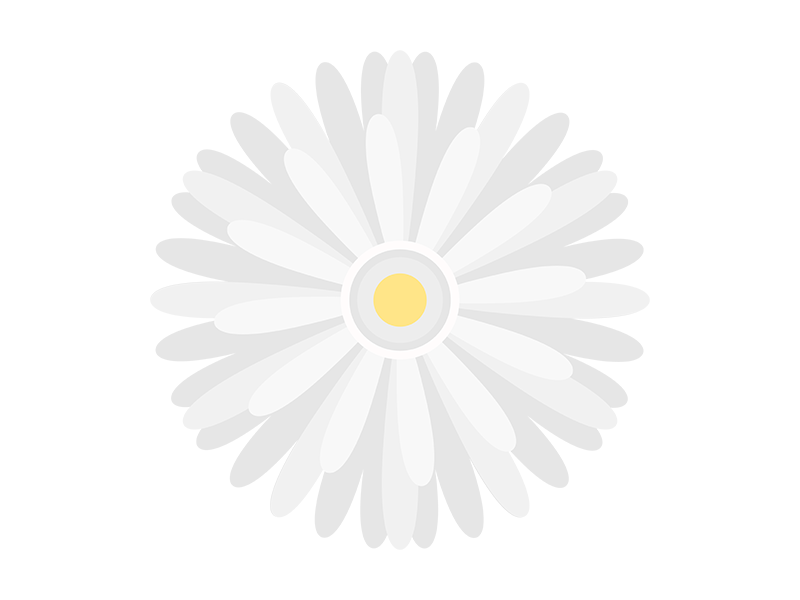白色のガーベラの花の透過PNGイラスト