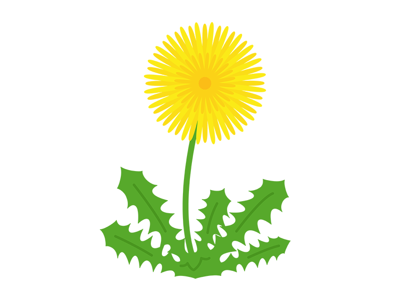黄色のタンポポの花の透過PNGイラスト