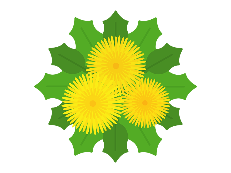 黄色のタンポポの花（俯瞰）の透過PNGイラスト