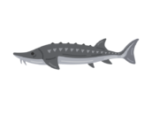 チョウザメの無料イラスト