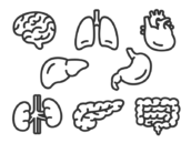いろいろな、臓器のアイコン（線画）の無料イラストセット