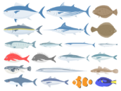 いろいろな種類の、海水魚の無料イラストセット