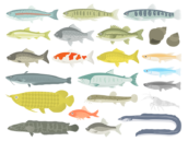 いろいろな種類の、淡水魚の無料イラストセット