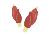 ミョウガのアイコンの無料イラスト