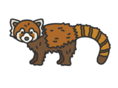 レッサーパンダ（線画カラー）の無料イラスト