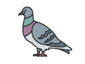 鳩（線画カラー）の無料イラスト