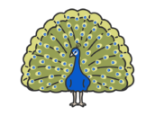 孔雀（線画カラー）の無料イラスト