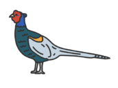 雉（線画カラー）の無料イラスト