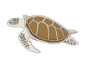 泳いでいるウミガメの無料イラスト