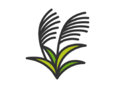 秋のすすき（線画カラー）のアイコンの無料イラスト｜透過PNG・商用利用OK