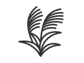 秋のすすき（線画カラー）のアイコンの無料イラスト｜透過PNG・商用利用OK