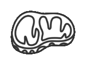 生の、牛ステーキ肉のアイコン（線画）の無料イラスト｜透過PNG・商用利用OK