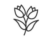 二輪のチューリップの花のアイコン（線画）の無料イラスト｜透過PNG・商用利用OK