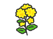 菜の花のアイコン（線画カラー）の無料イラスト｜透過PNG・商用利用OK