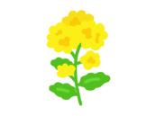 菜の花のアイコンの無料イラスト｜透過PNG・商用利用OK
