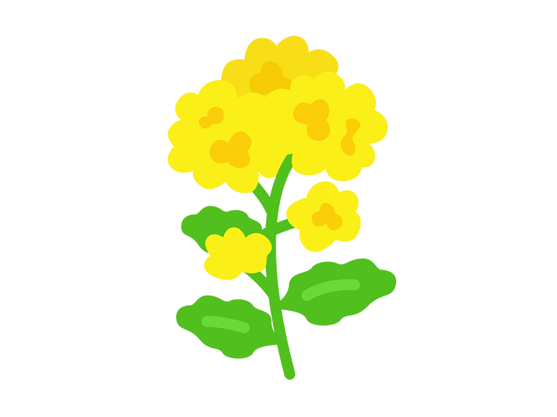 菜の花のアイコンの無料イラスト｜透過PNG・商用利用OK