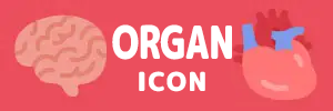 Special Feature on Organ Icon Illustration Materials