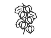ほおずきのアイコン（線画）の無料イラスト｜透過PNG・商用利用OK