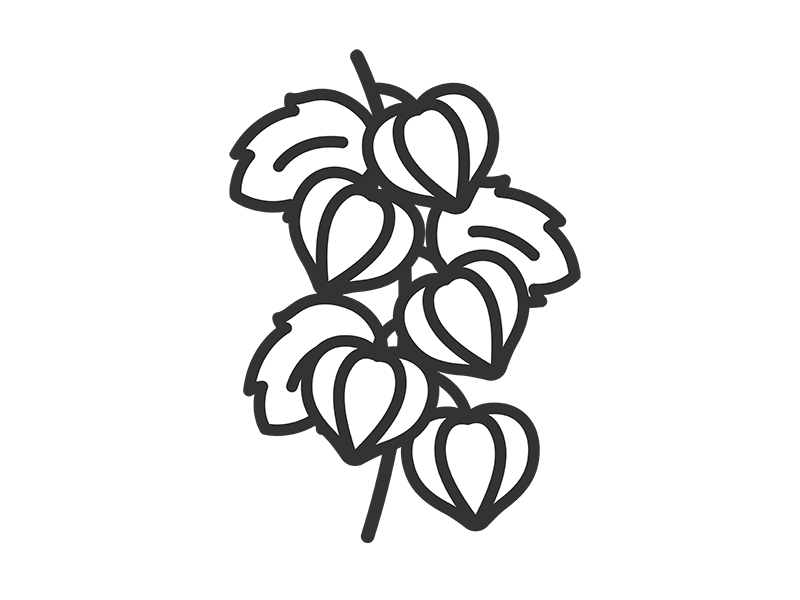 ほおずきのアイコン（線画）の無料イラスト｜透過PNG・商用利用OK
