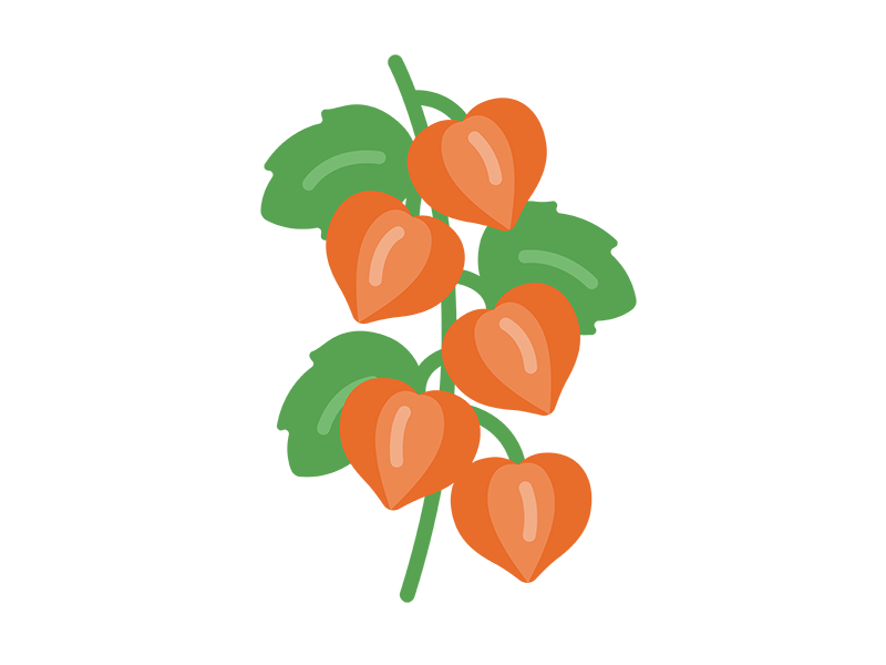 ほおずきのアイコンの無料イラスト｜透過PNG・商用利用OK
