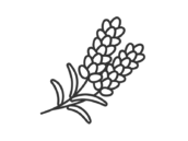ラベンダーの花（線画）の無料イラスト｜透過PNG・商用利用OK