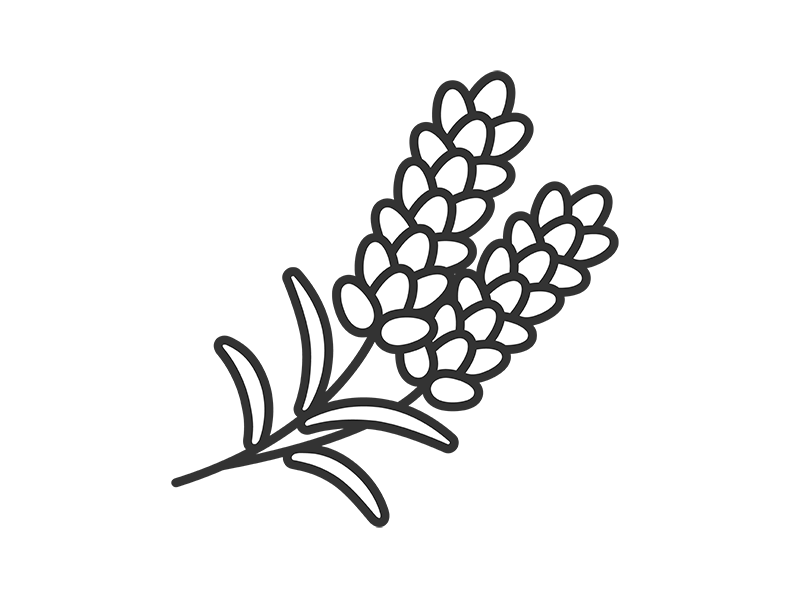 Free illustration of lavender flower (line drawing)