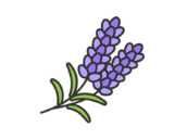ラベンダーの花（線画カラー）の無料イラスト｜透過PNG・商用利用OK