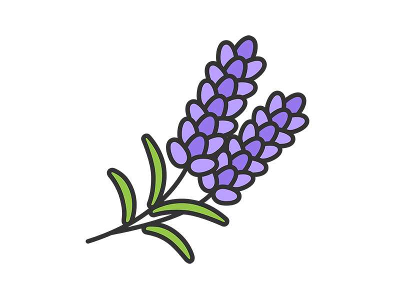 Free illustration of lavender flower (line drawing color)