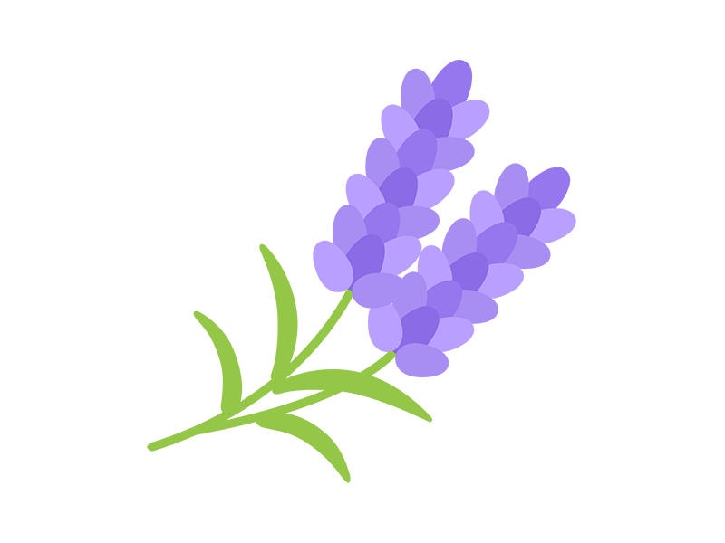 Free illustrations of lavender flowers