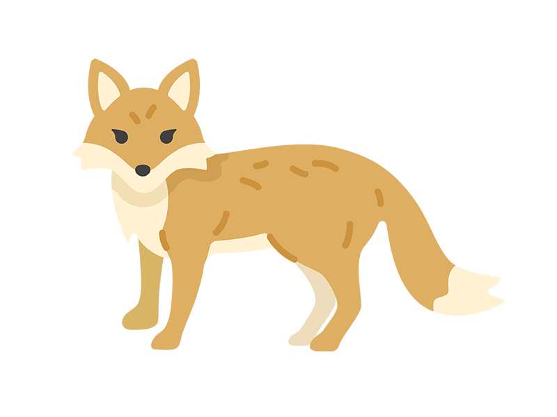 正面を向いた、キツネの無料イラスト｜透過PNG・商用利用OK