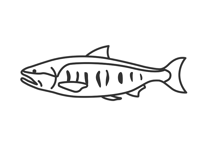 鮭（線画）の無料イラスト